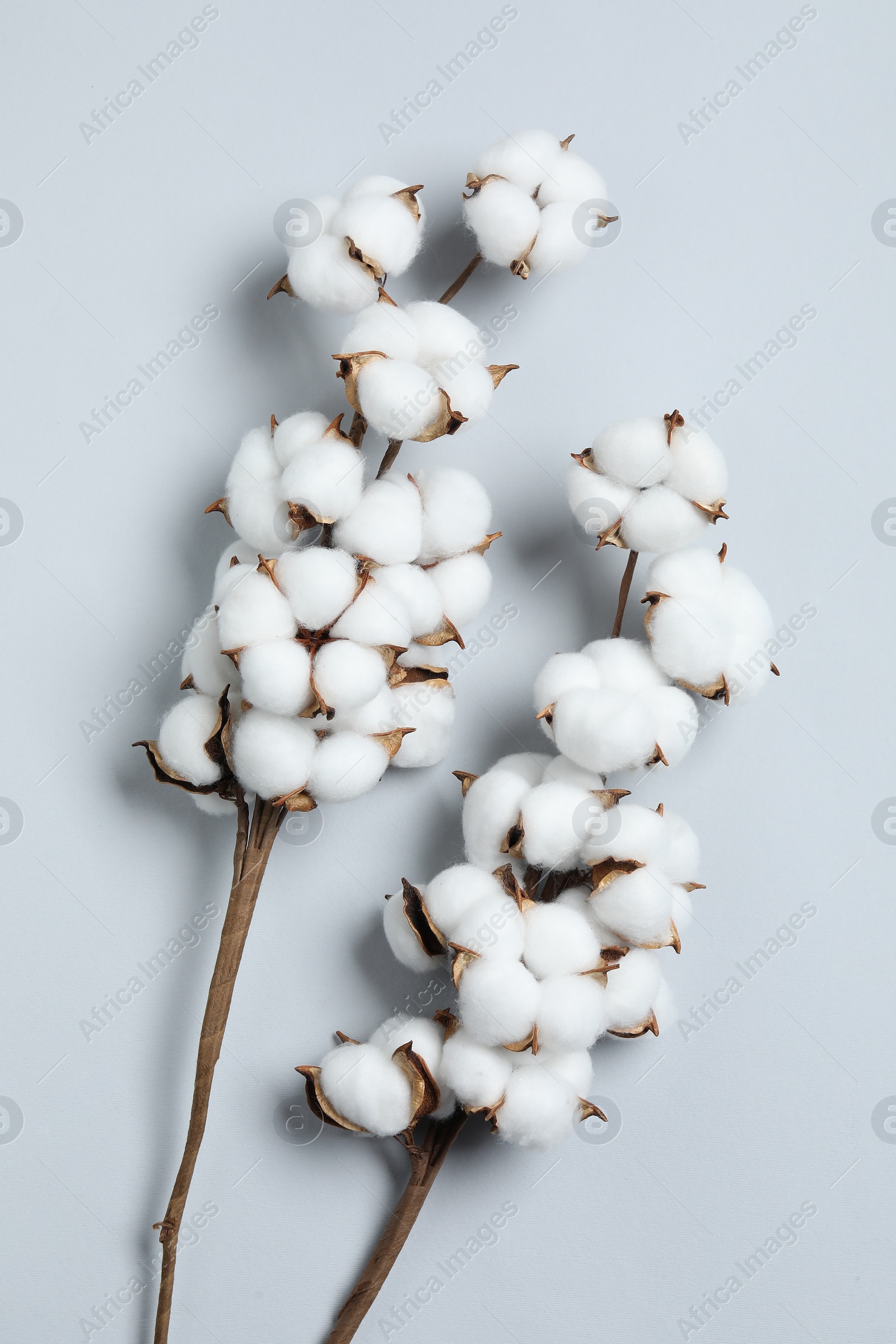 Photo of Beautiful cotton branches with fluffy flowers on light grey background, flat lay