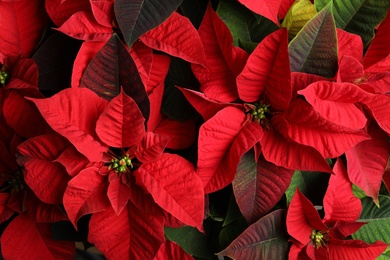 Photo of Red Poinsettia as background, closeup. Christmas traditional flower