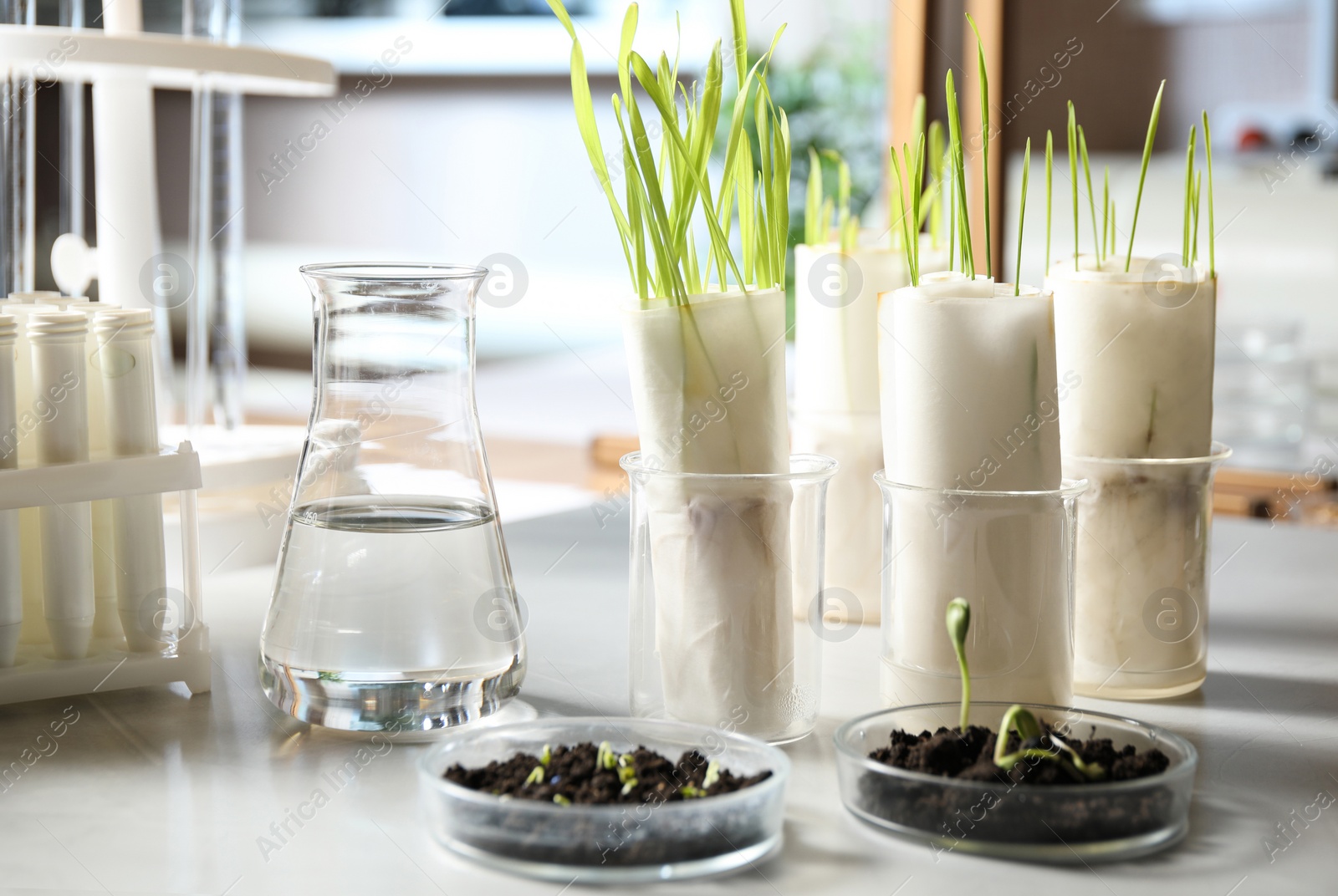 Photo of Laboratory glassware with soil and sprouts on table. Paper towel method