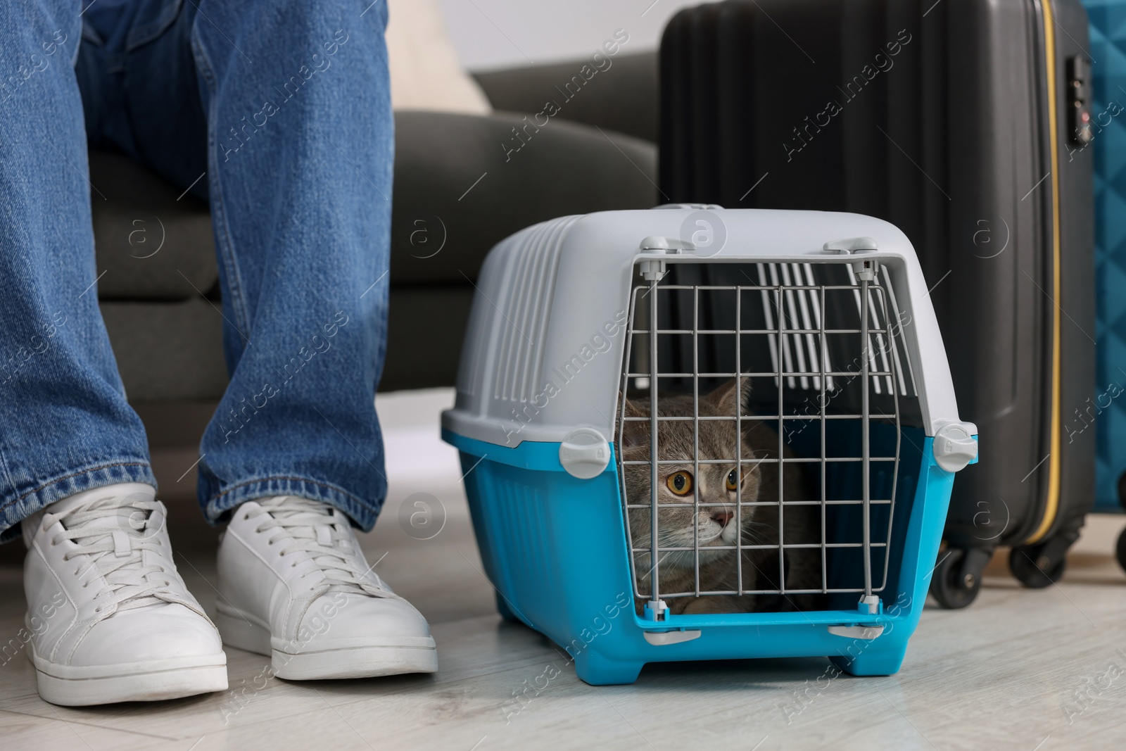 Photo of Travel with pet. Man near carrier with cute cat indoors, closeup