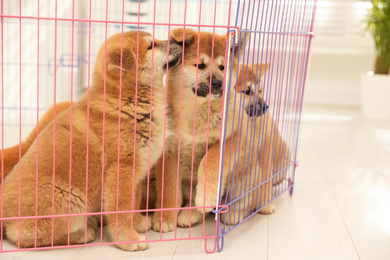 Cute Akita Inu puppies in playpen indoors. Baby animals