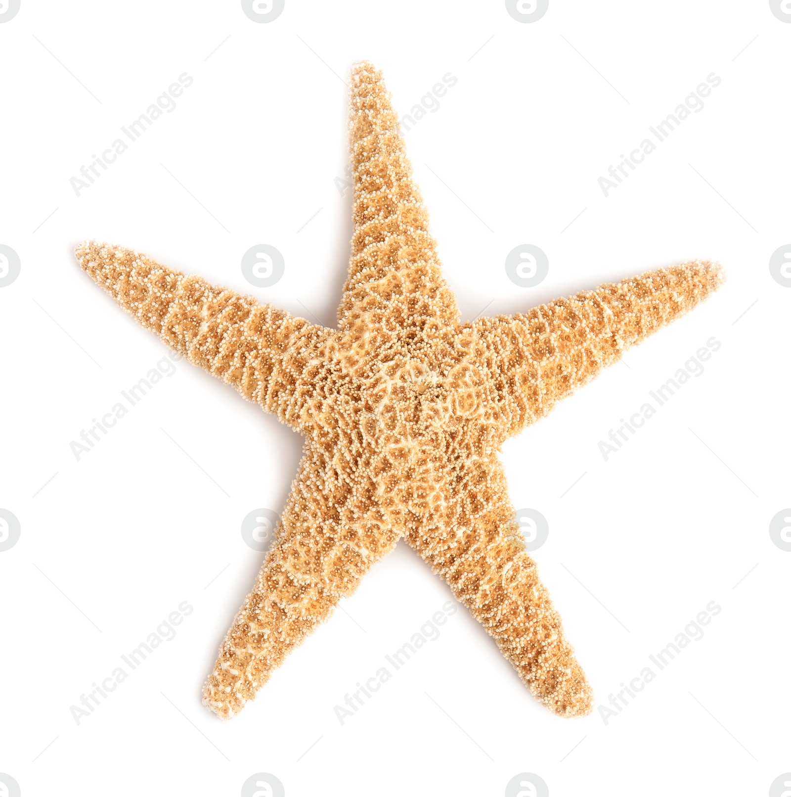 Photo of Beautiful starfish on white background, top view. Beach object