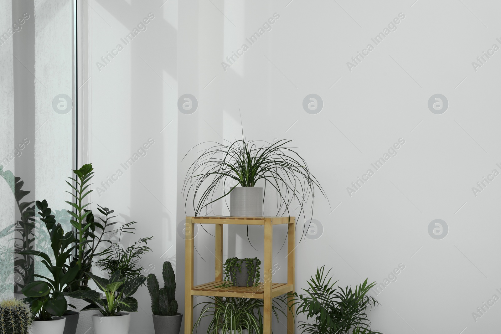 Photo of Many beautiful potted houseplants growing near window indoors