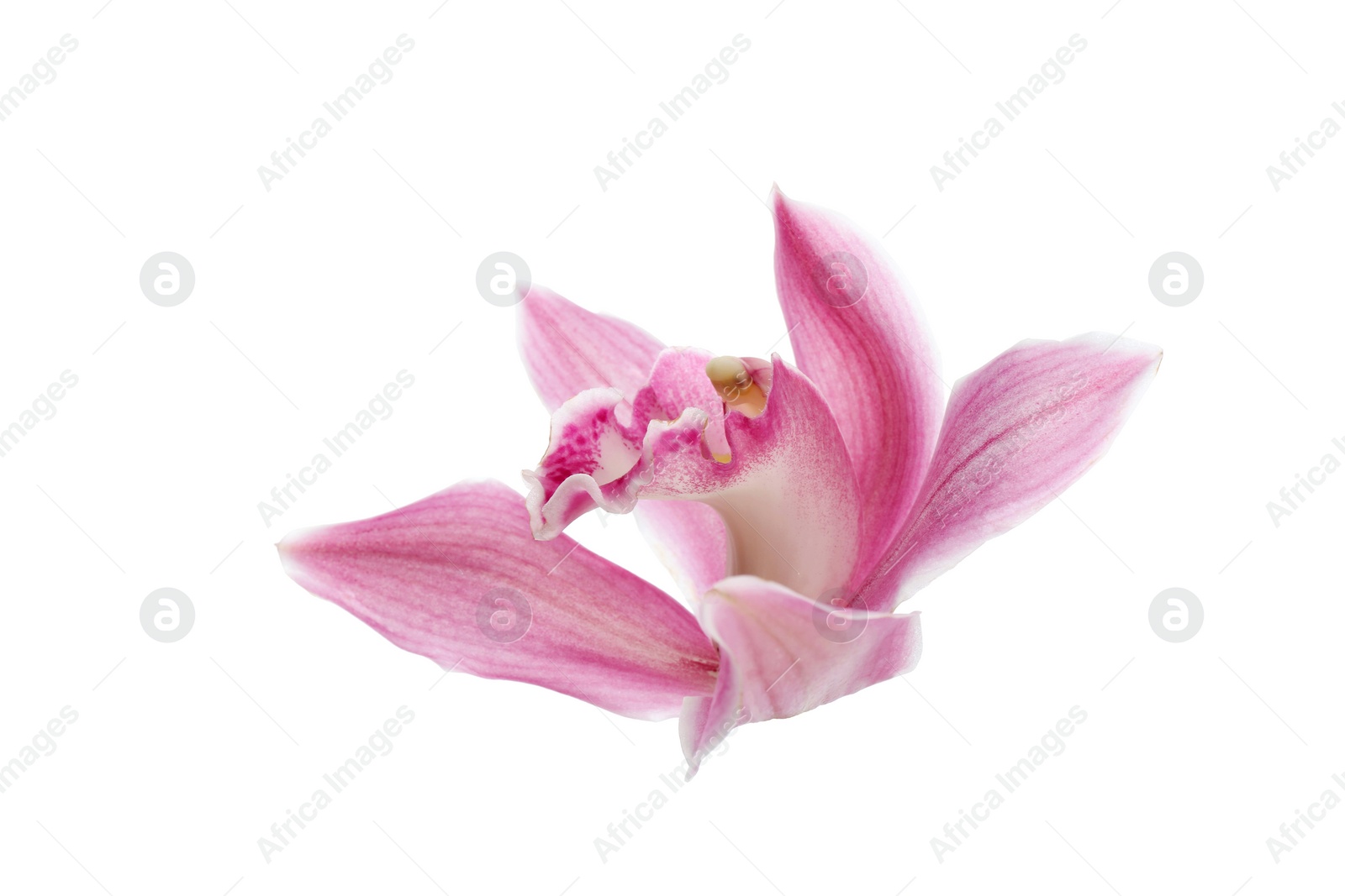 Photo of Beautiful tropical orchid flower on white background