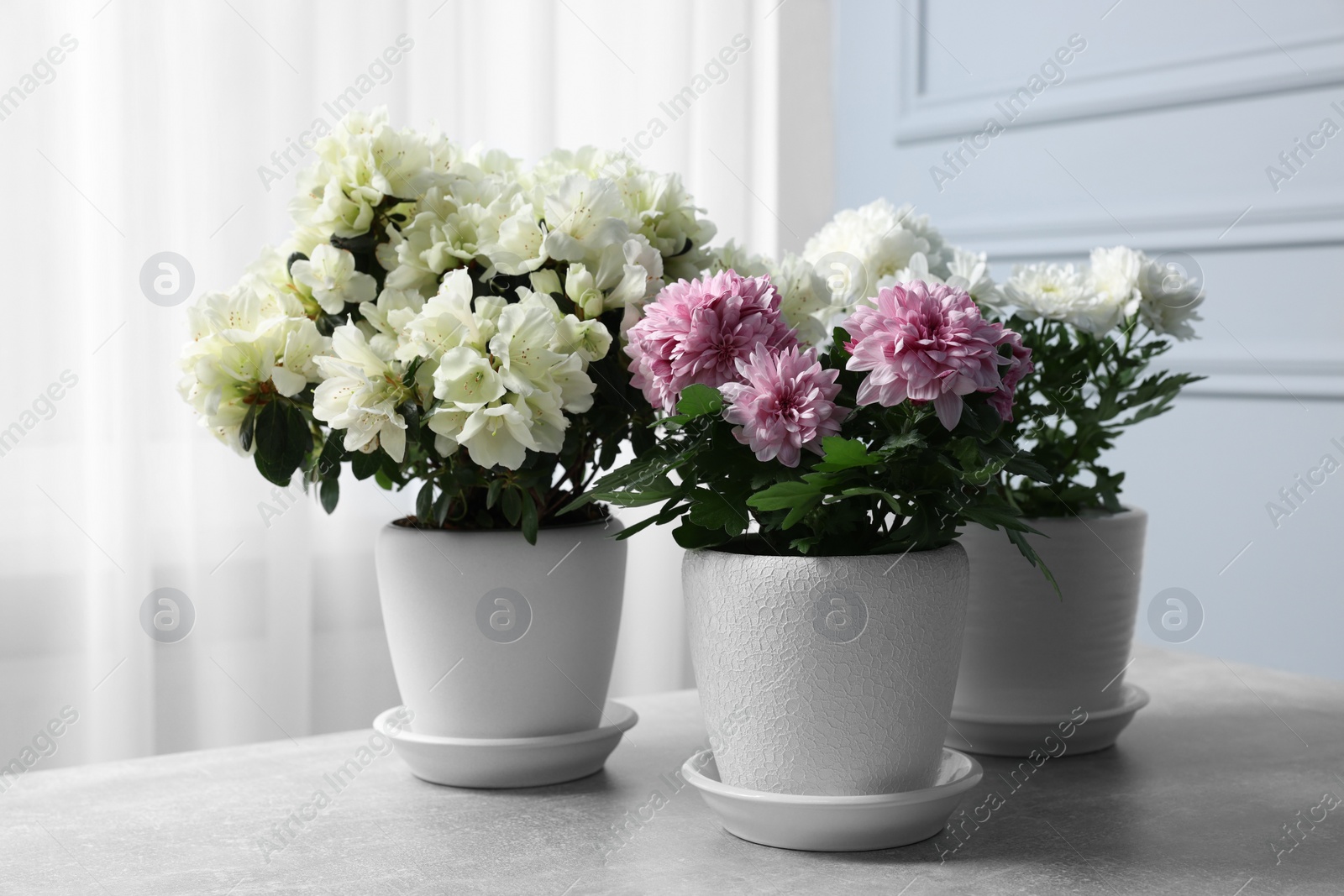 Photo of Beautiful chrysanthemum and azalea flowers in pots on light grey table indoors