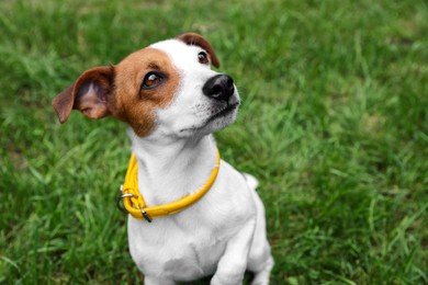 Photo of Beautiful Jack Russell Terrier in yellow dog collar outdoors. Space for text