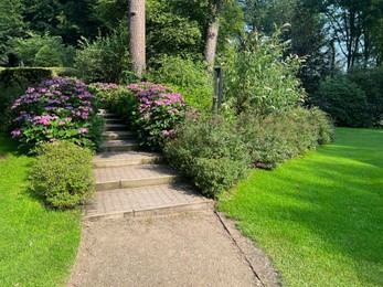 Photo of Pathway among beautiful hydrangea plants with violet flowers outdoors