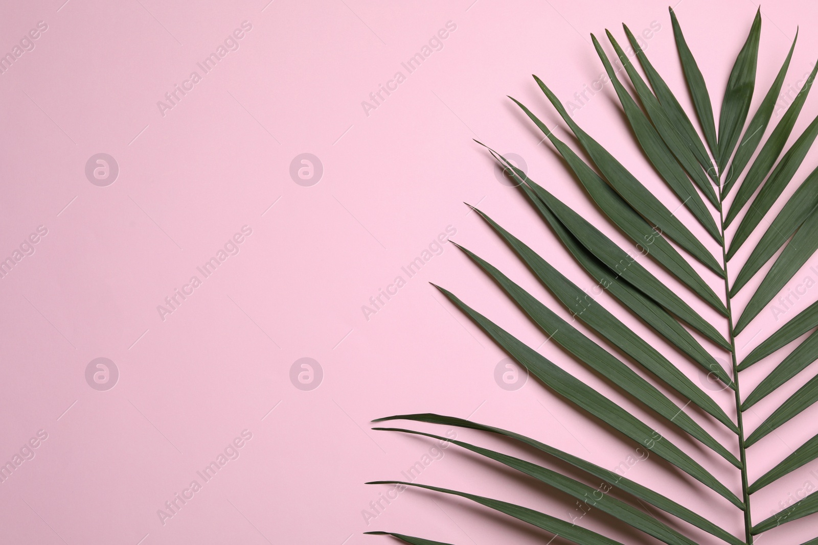 Photo of Leaf of tropical palm tree on color background, top view with space for text