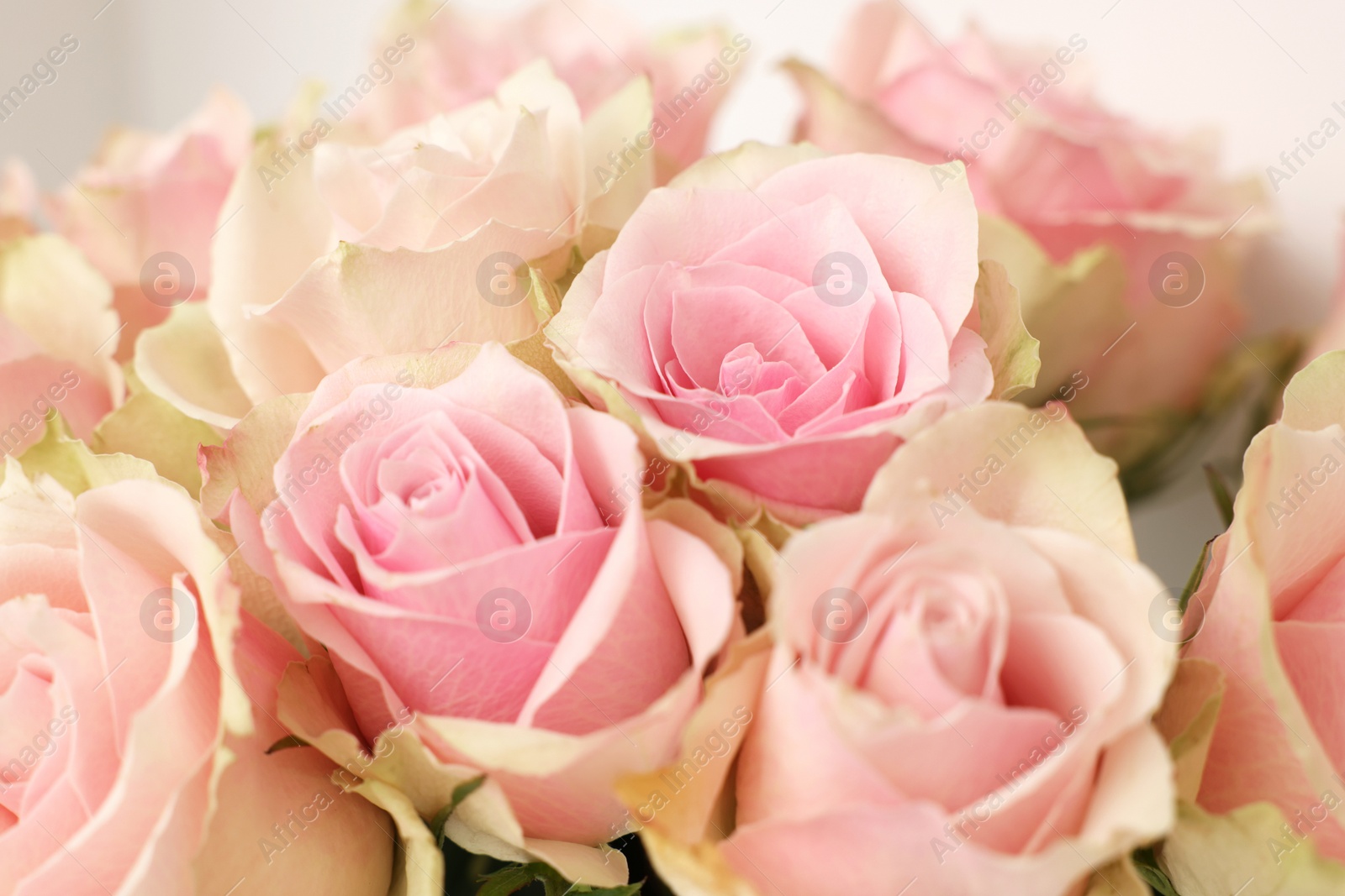 Photo of Beautiful bouquet of rose flowers, closeup view