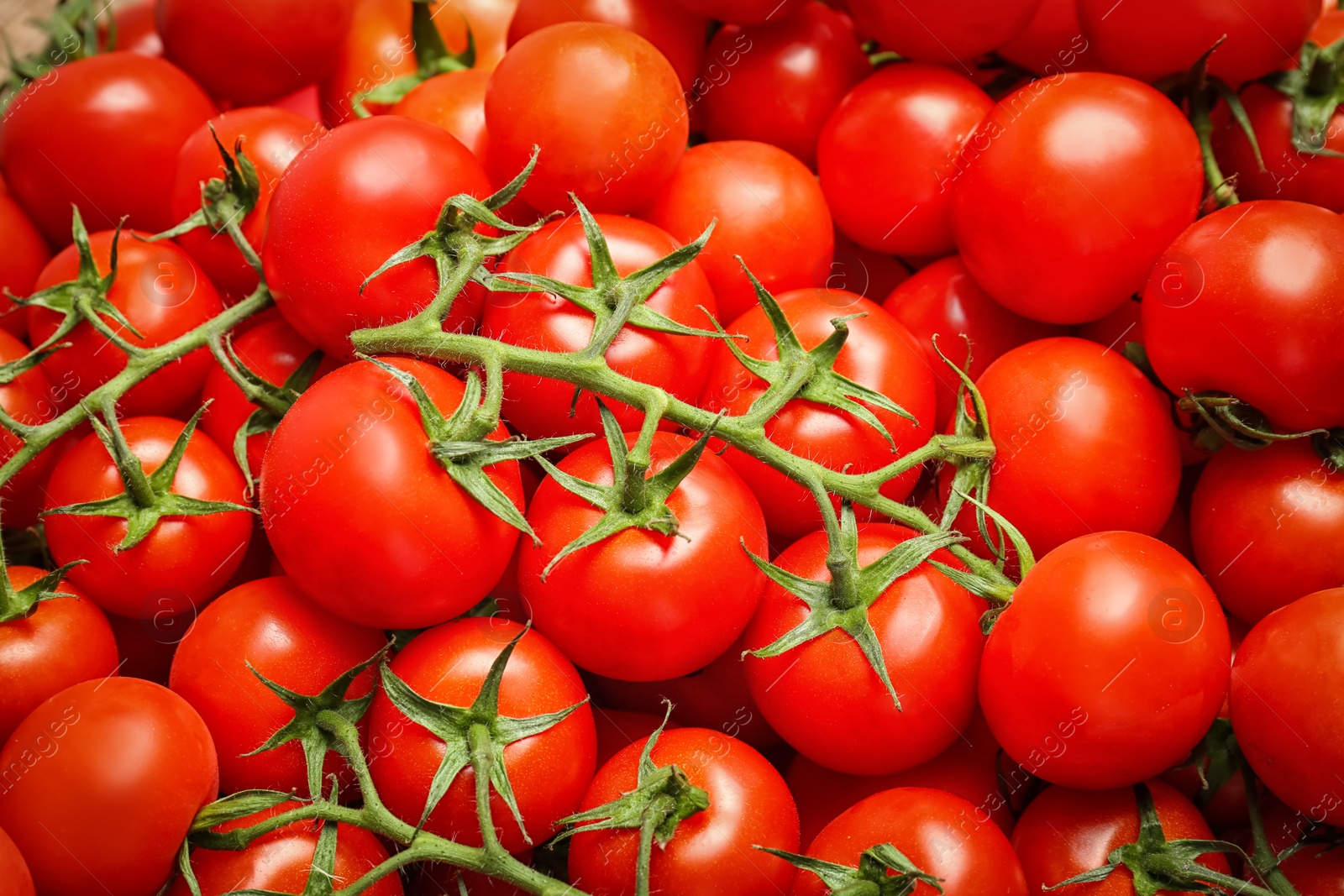 Photo of Many fresh ripe tomatoes as background