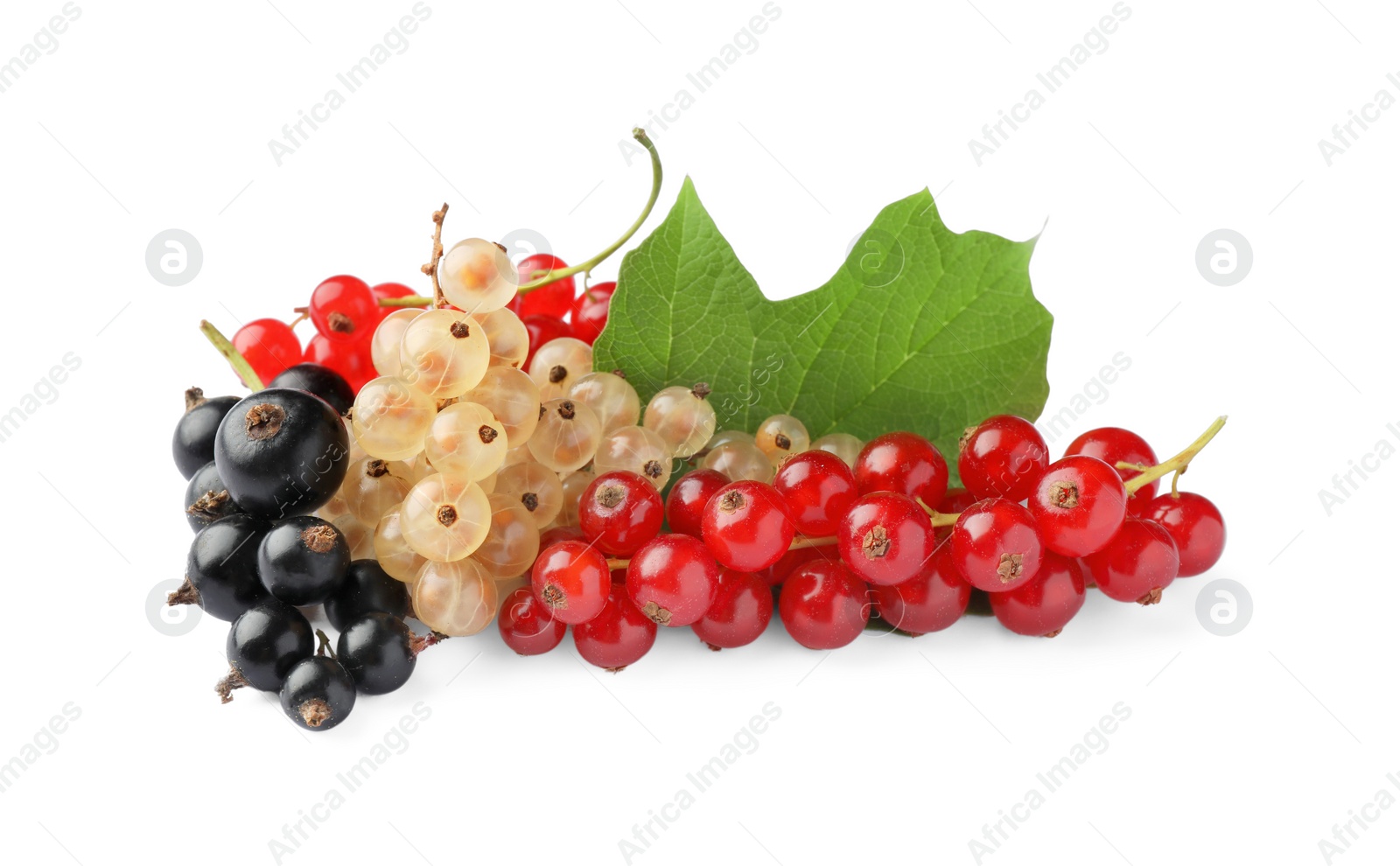 Photo of Fresh red, white and black currants with green leaf isolated on white