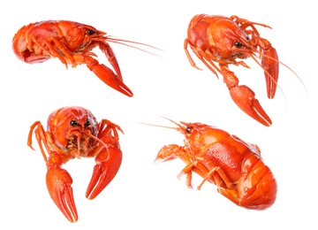 Image of Set of tasty cooked crayfishes on white background 