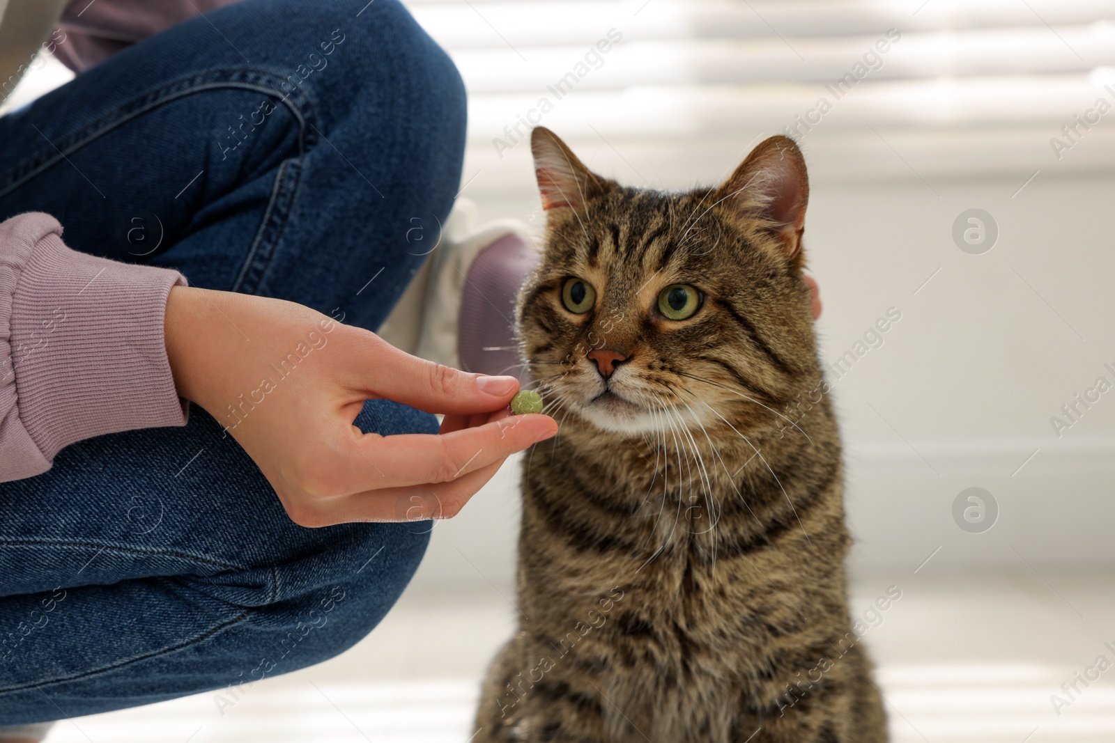 Photo of Woman giving pill to cute cat at home, closeup. Vitamins for animal