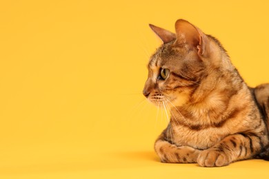 Cute Bengal cat on orange background, space for text