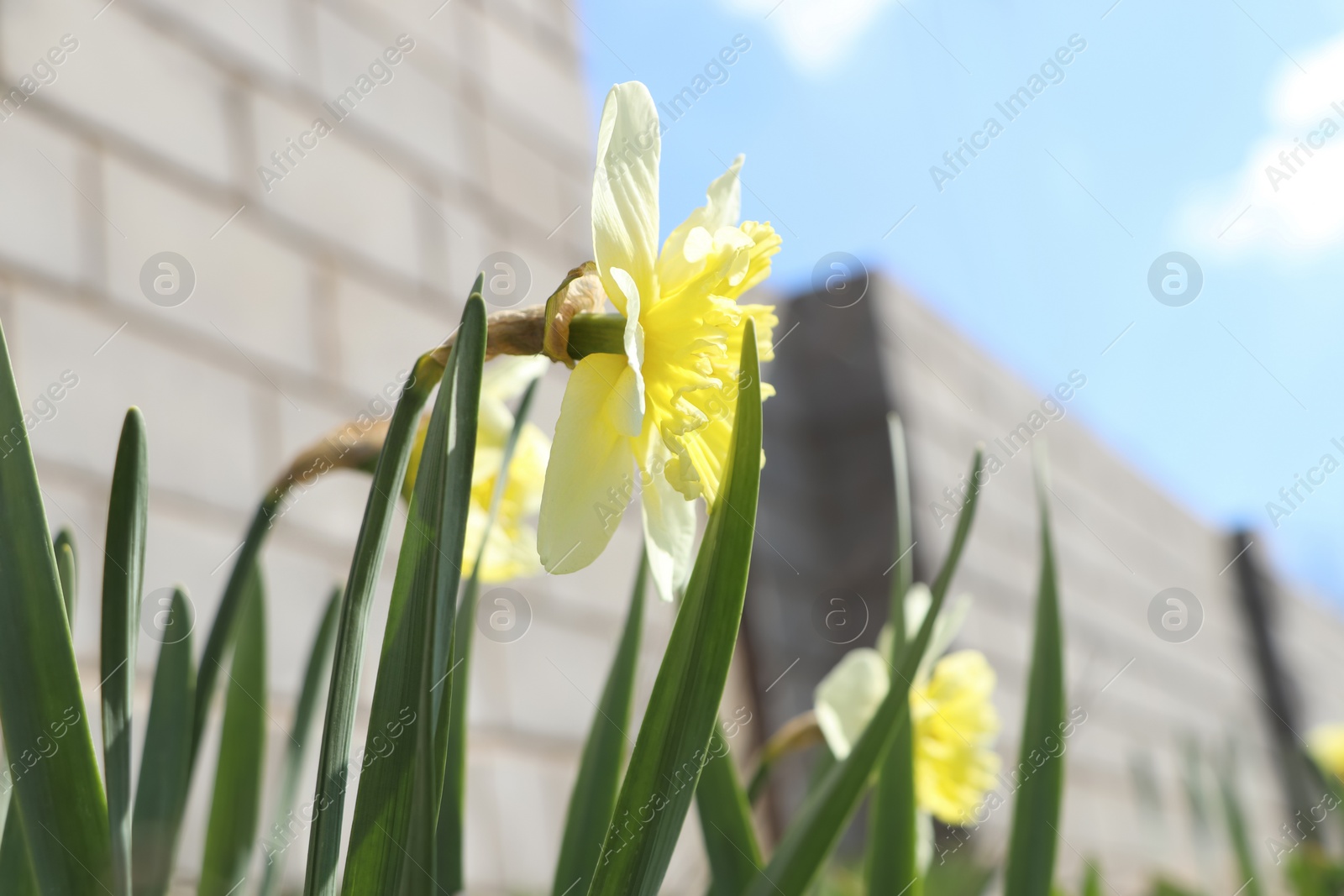 Photo of Beautiful daffodils growing in garden on sunny day, closeup