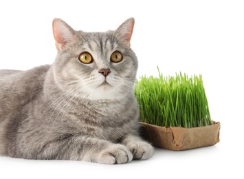 Cute cat and fresh green grass isolated on white