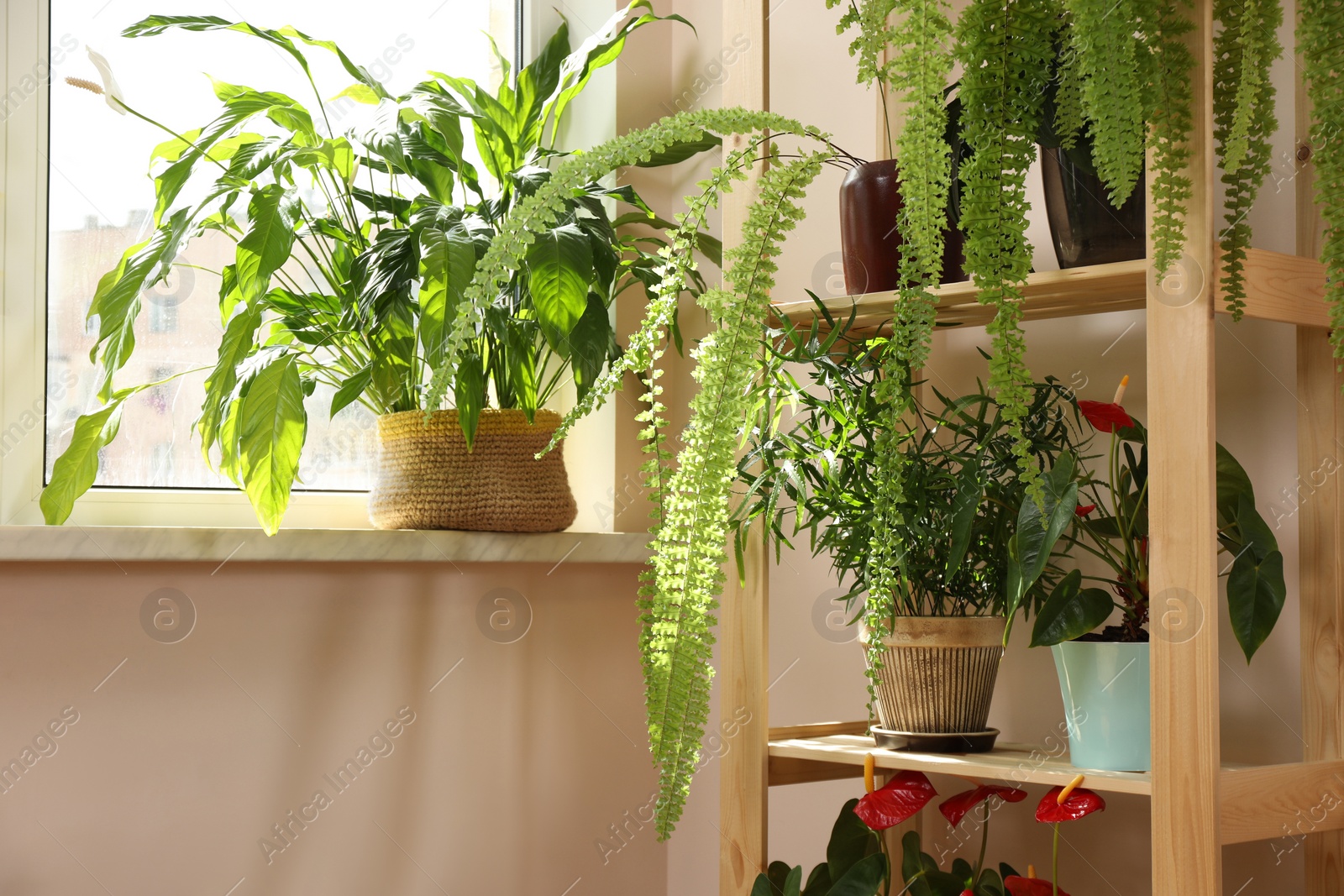 Photo of Beautiful houseplants in pots near window indoors. House decor