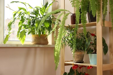 Photo of Beautiful houseplants in pots near window indoors. House decor