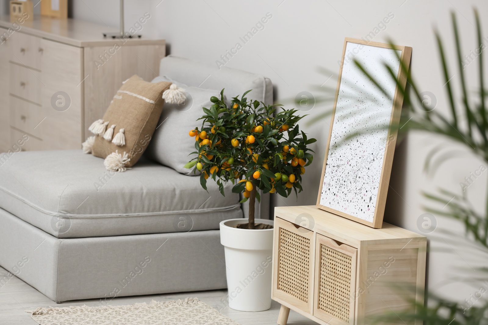 Photo of Potted kumquat tree on floor in living room. Interior design