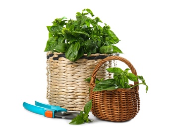 Photo of Lush green basil and pruner on white background