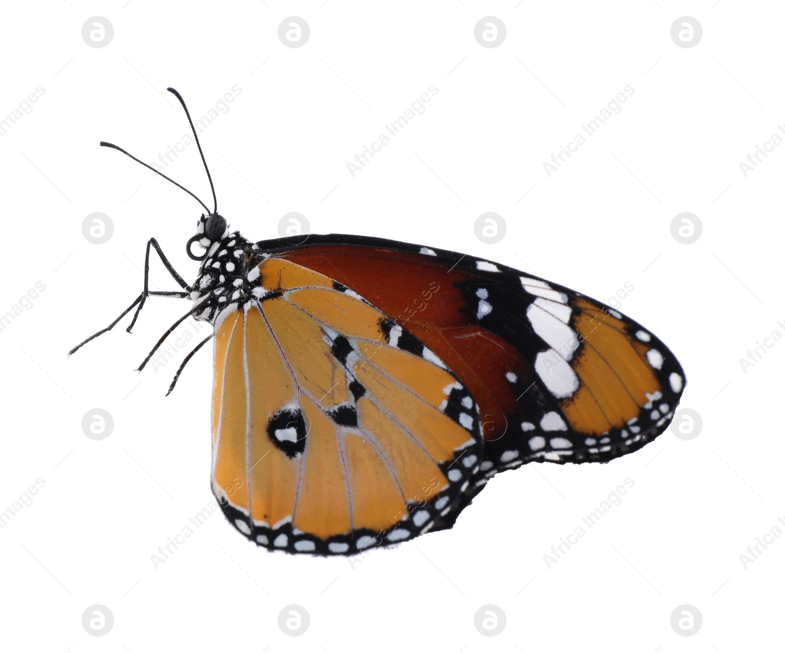 Photo of Beautiful painted lady butterfly isolated on white