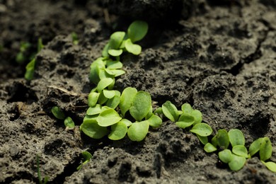 Photo of Young green seedlings growing in soil. Gardening time