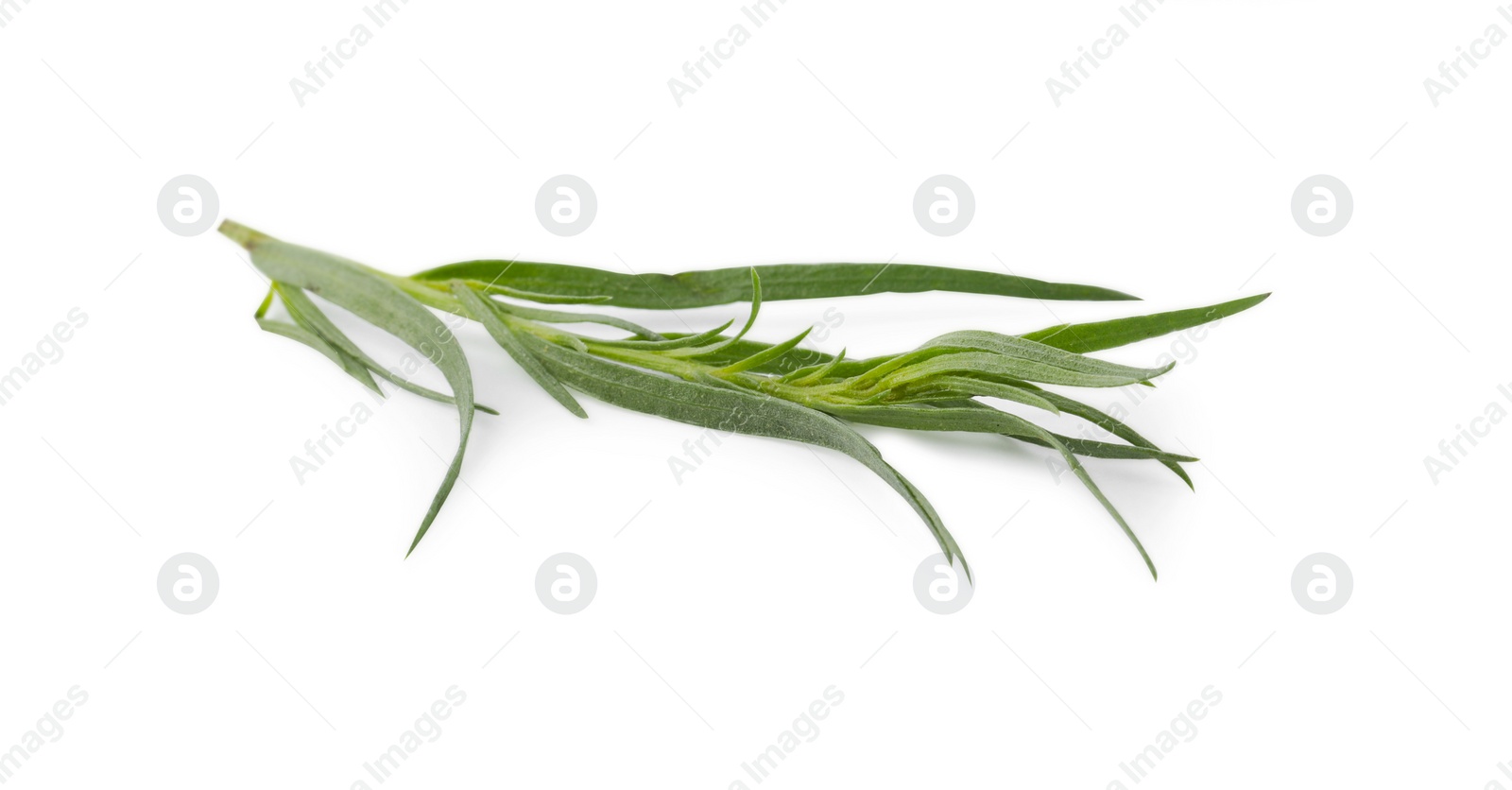 Photo of One sprig of fresh tarragon on white background