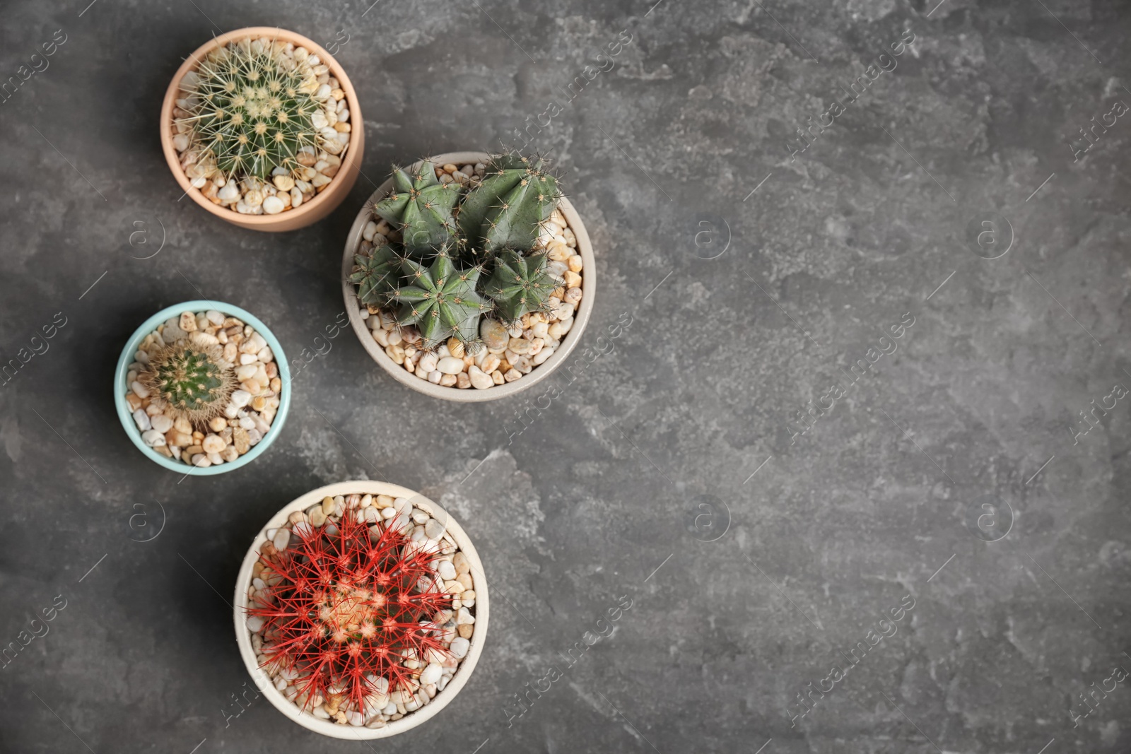 Photo of Beautiful cacti on grey background, top view