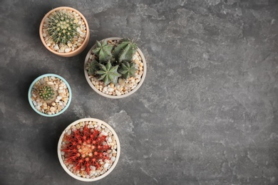 Beautiful cacti on grey background, top view