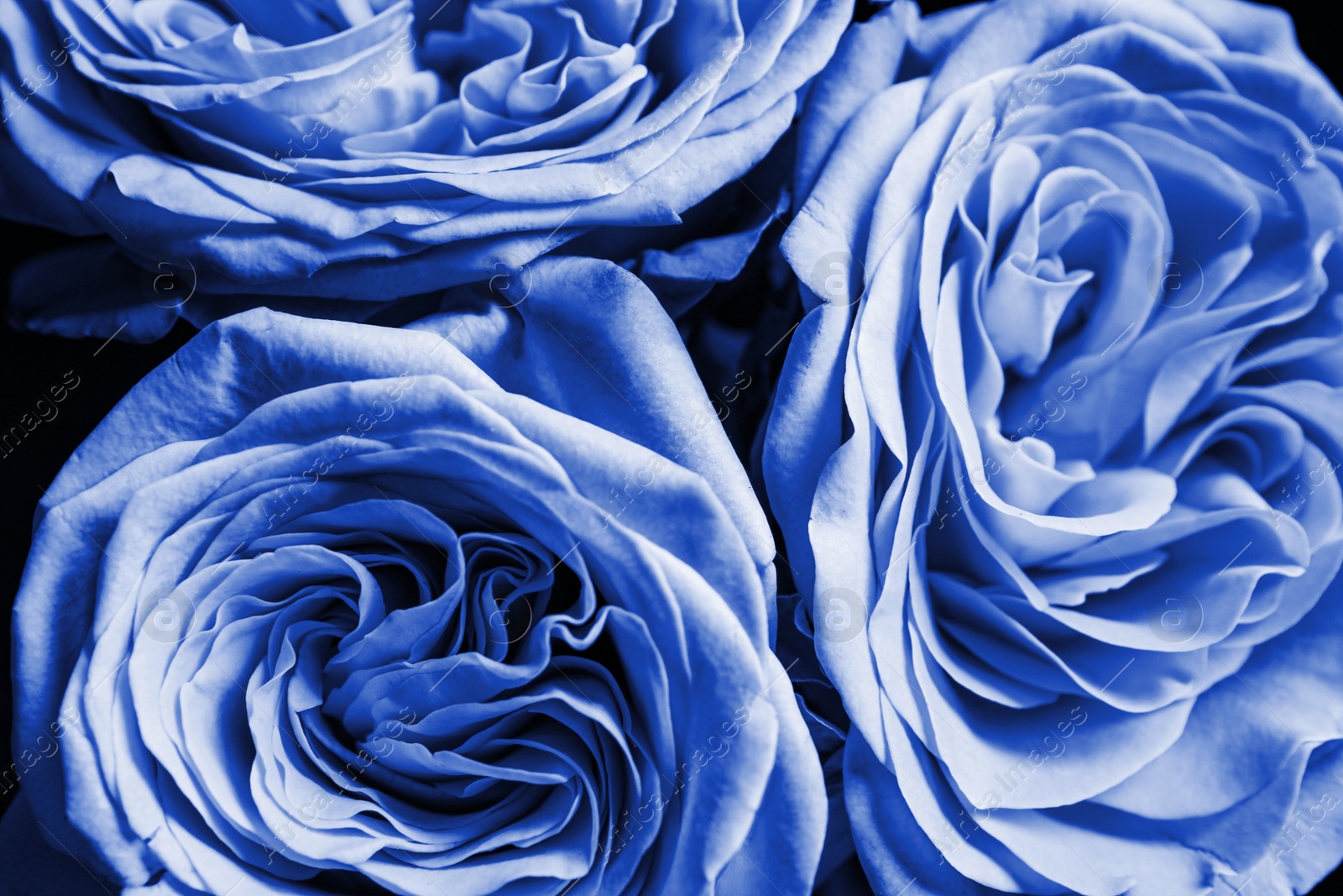 Image of Beautiful fresh light blue roses as background, closeup. Floral decor