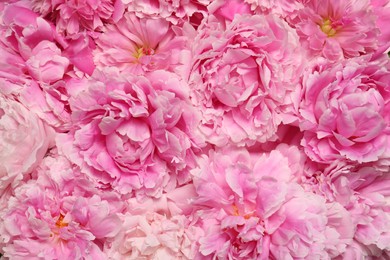 Photo of Beautiful aromatic peony flowers as background, closeup