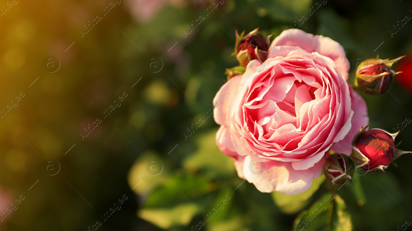 Photo of Beautiful rose in blooming garden on sunny day