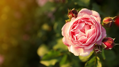 Photo of Beautiful rose in blooming garden on sunny day