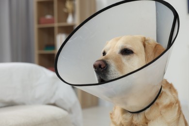 Photo of Sad Labrador Retriever with protective cone collar in room. Space for text