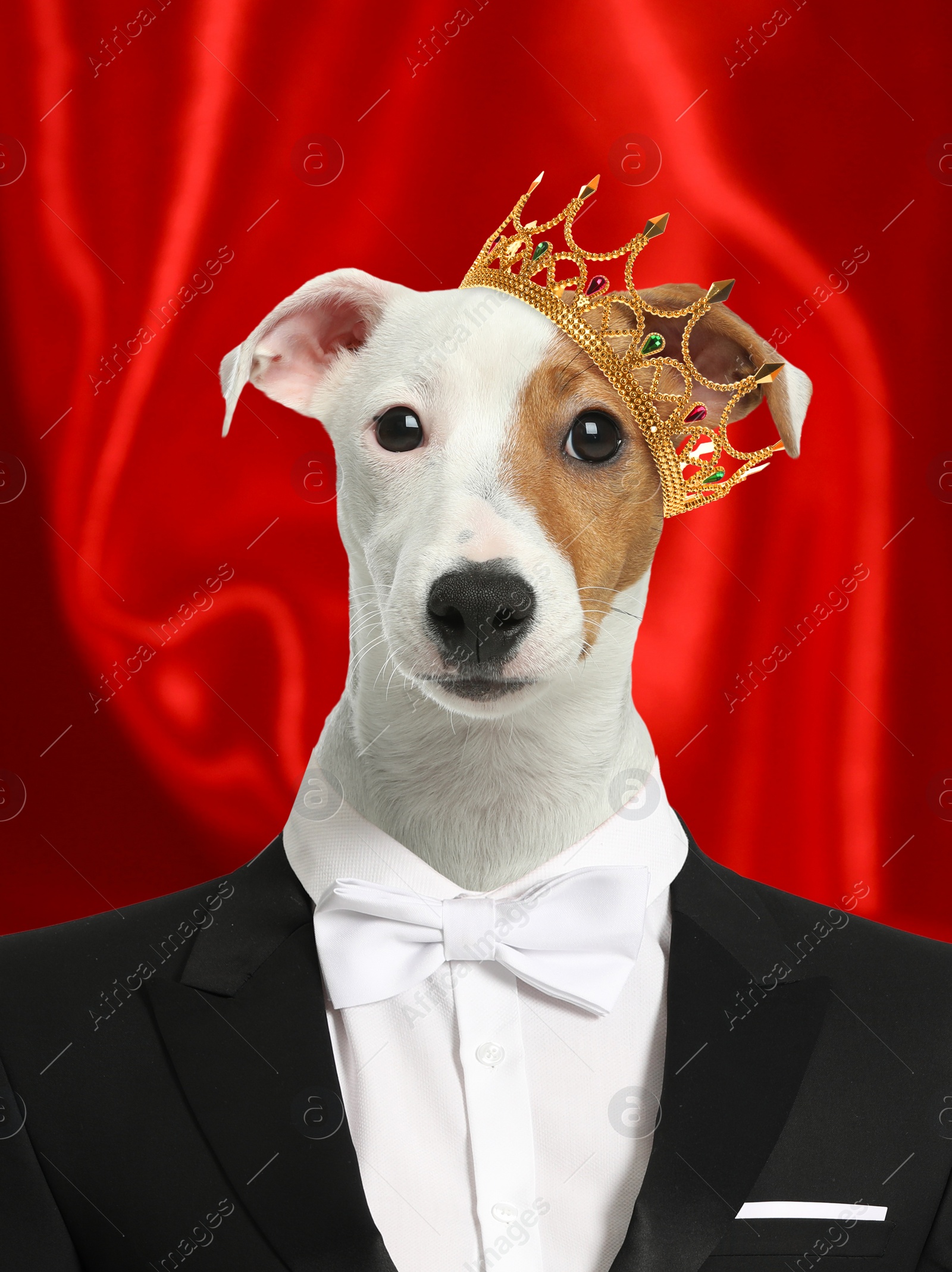 Image of Jack Russel Terrier dressed like royal person against red background