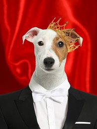 Image of Jack Russel Terrier dressed like royal person against red background