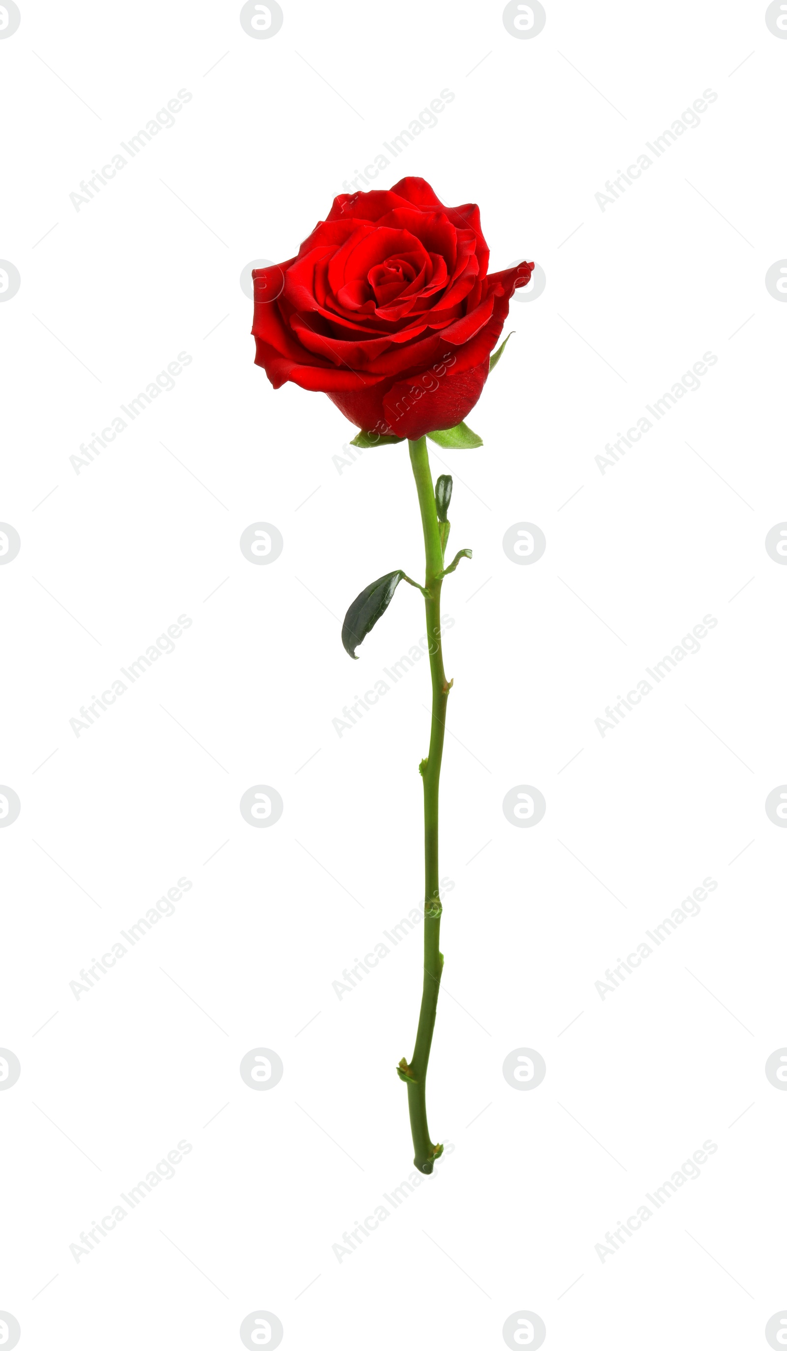 Photo of Beautiful fresh red rose isolated on white