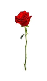 Photo of Beautiful fresh red rose isolated on white