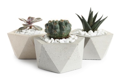 Beautiful succulent plants in stylish flowerpots on white background. Home decor