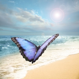 Image of Beautiful butterfly flying over sandy beach near sea