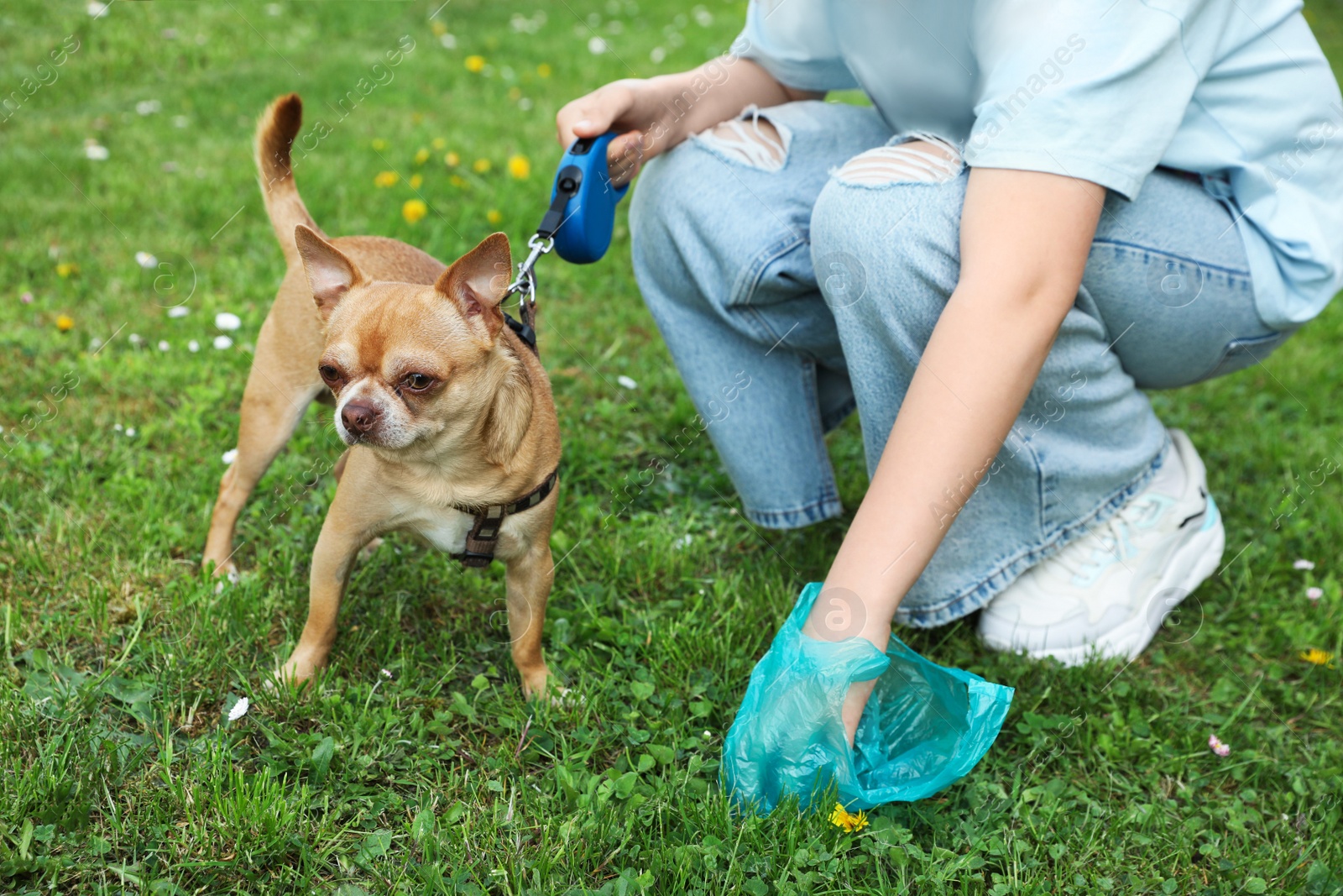 Photo of Woman picking up her dog's poop from green grass, closeup