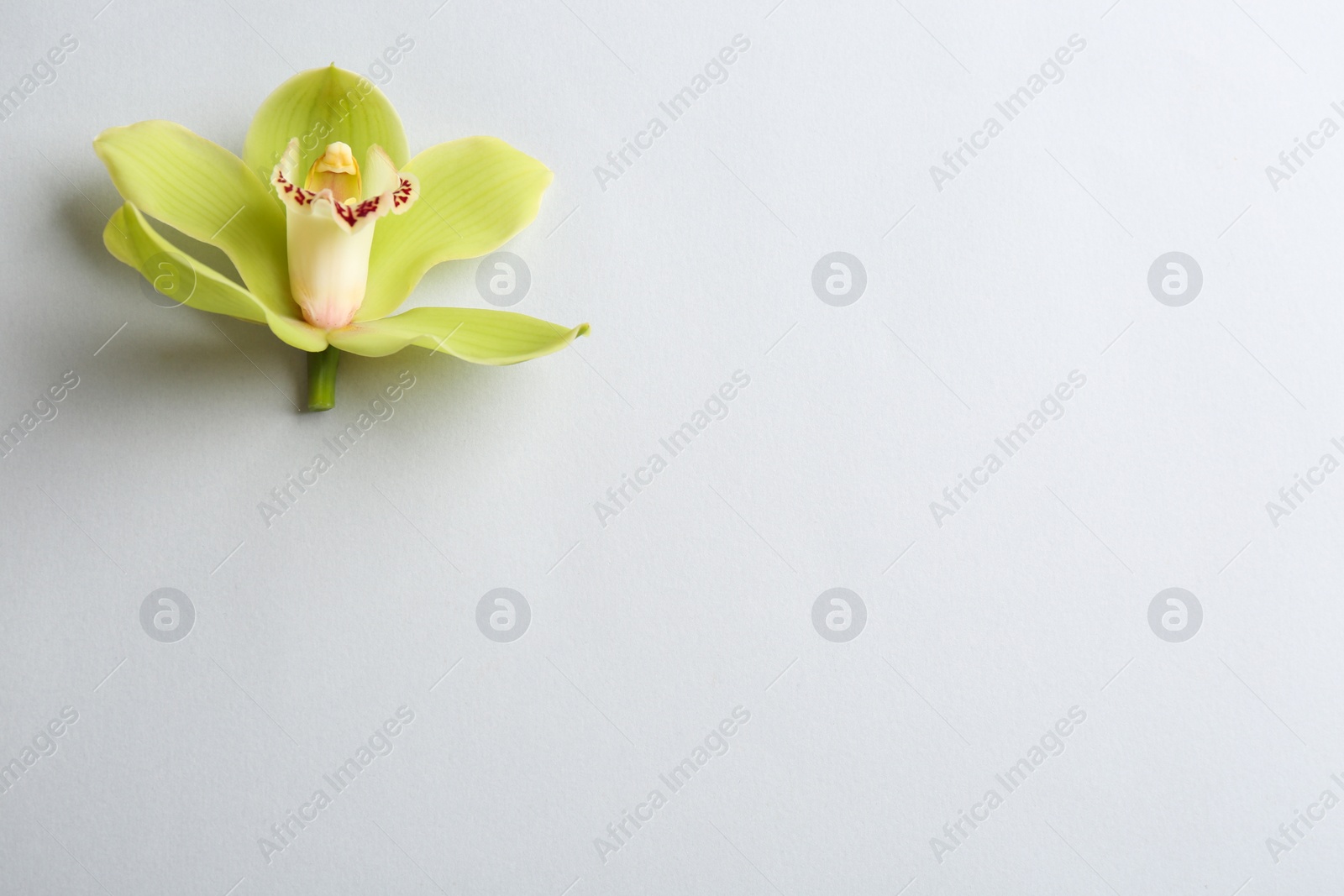 Photo of Beautiful tropical orchid flower on grey background, top view. Space for text