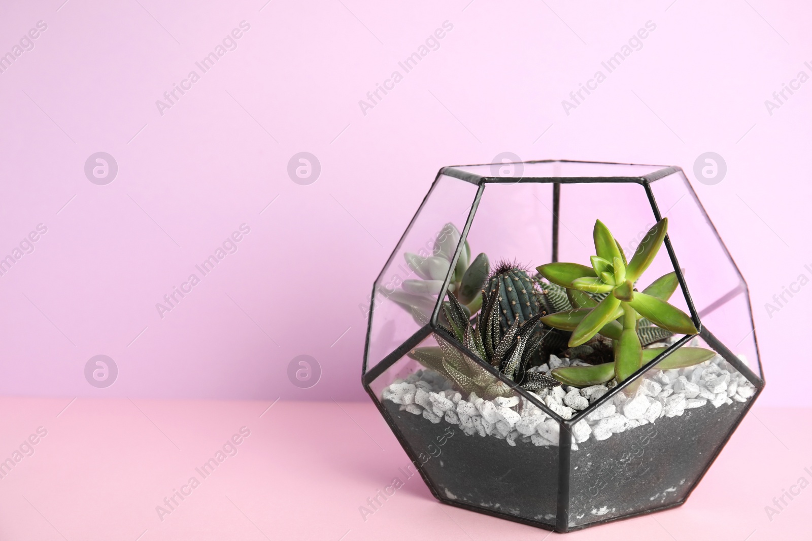 Photo of Glass florarium with different succulents on color background, space for text