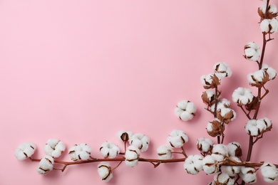 Flat lay composition with branches of cotton plant on pink background. Space for text