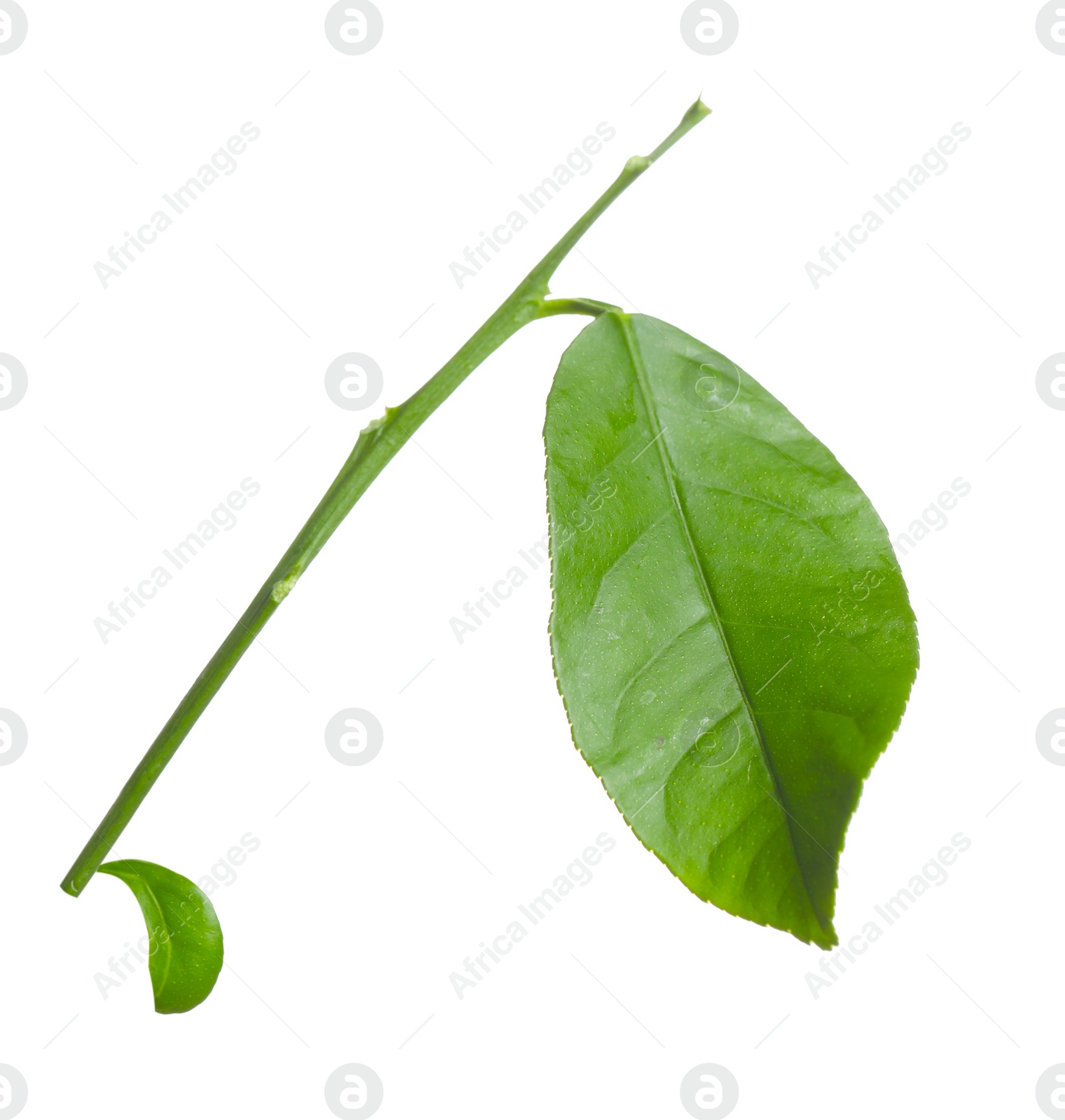 Photo of Green leaf of lemon tree isolated on white