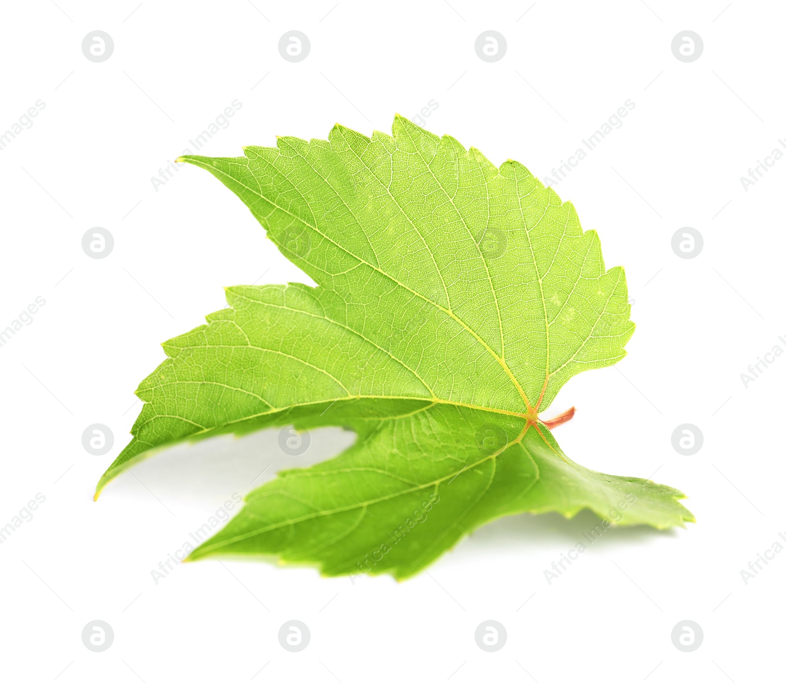 Photo of Fresh green grape leaf isolated on white