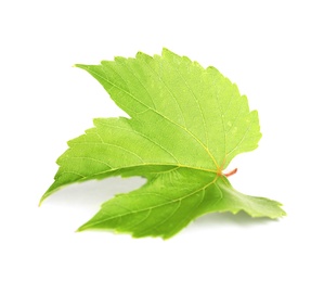 Photo of Fresh green grape leaf isolated on white