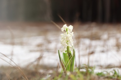 Photo of Beautiful white blooming hyacinth growing outdoors. First spring flower