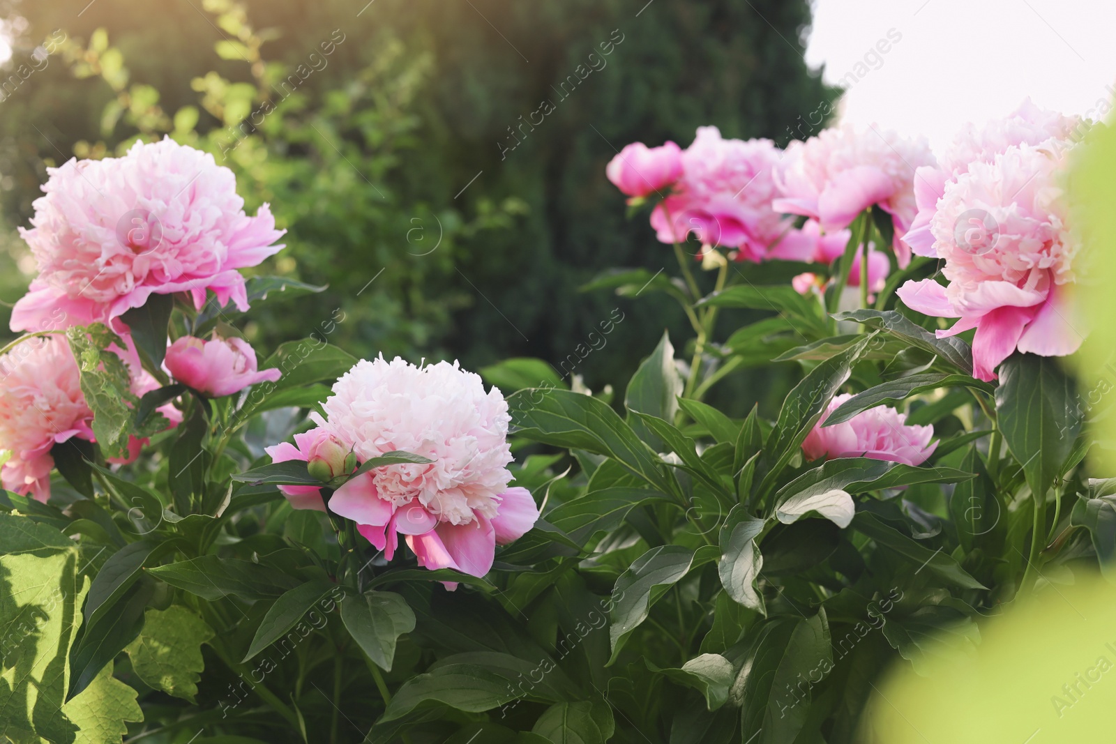 Photo of Blooming peony plant with beautiful pink flowers outdoors