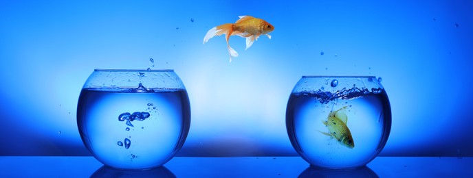 Image of Goldfish jumping from glass fish bowl into another one on blue background